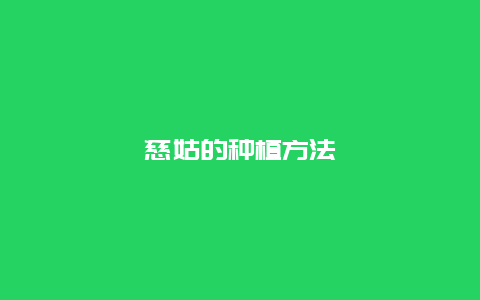 慈姑的种植方法