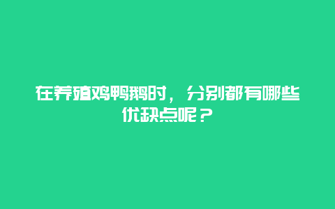 在养殖鸡鸭鹅时，分别都有哪些优缺点呢？