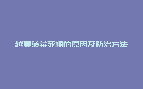 越夏菠菜死棵的原因及防治方法