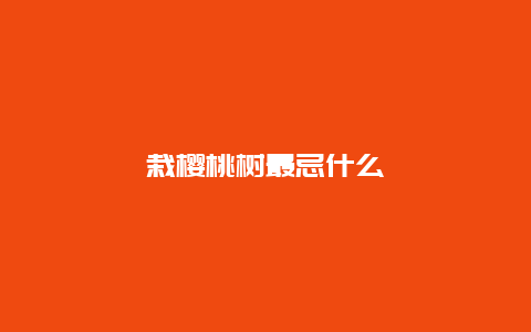 栽樱桃树最忌什么