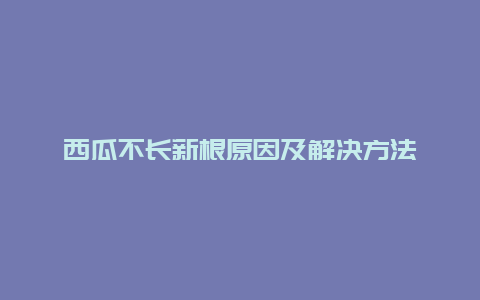 西瓜不长新根原因及解决方法