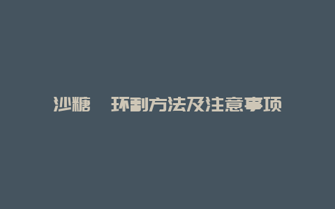 沙糖桔环割方法及注意事项