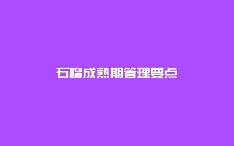 石榴成熟期管理要点