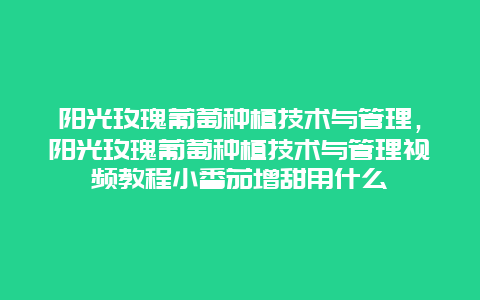 阳光玫瑰葡萄种植技术与管理，阳光玫瑰葡萄种植技术与管理视频教程小番茄增甜用什么