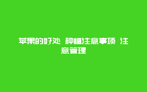 苹果的好处 种植注意事项 注意管理