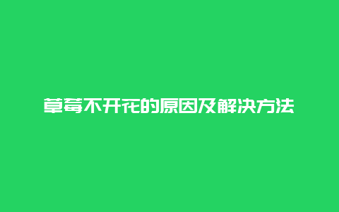 草莓不开花的原因及解决方法