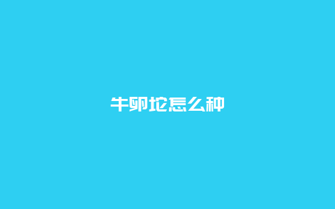 牛卵坨怎么种