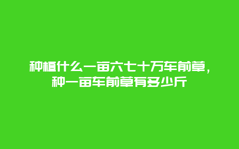 种植什么一亩六七十万车前草，种一亩车前草有多少斤