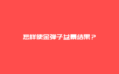 怎样使金弹子盆景结果？