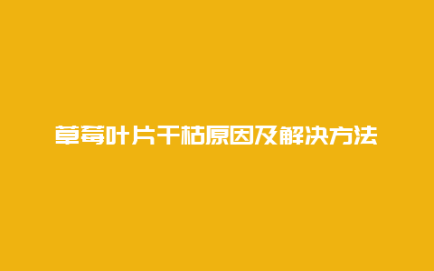 草莓叶片干枯原因及解决方法