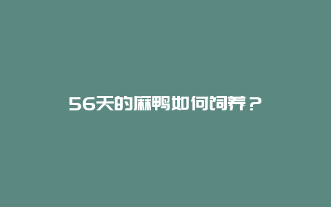 56天的麻鸭如何饲养？