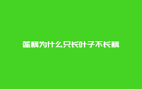 莲藕为什么只长叶子不长藕