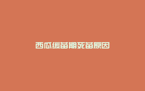 西瓜缓苗期死苗原因