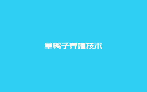 旱鸭子养殖技术