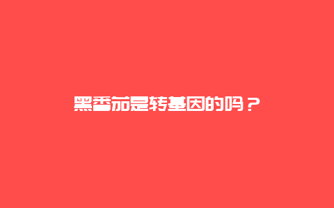 黑番茄是转基因的吗？