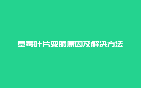 草莓叶片变脆原因及解决方法