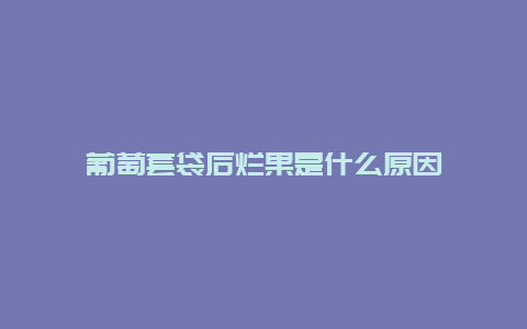 葡萄套袋后烂果是什么原因