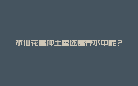 水仙花是种土里还是养水中呢？