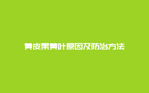 黄皮果黄叶原因及防治方法