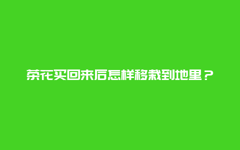 茶花买回来后怎样移栽到地里？