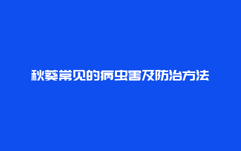 秋葵常见的病虫害及防治方法