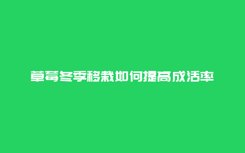 草莓冬季移栽如何提高成活率