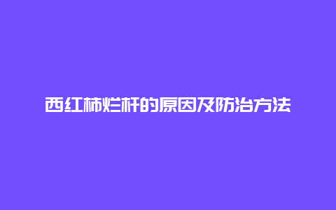 西红柿烂杆的原因及防治方法