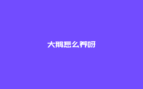 大鹅怎么养呀