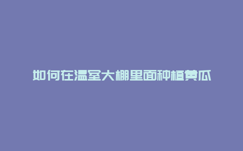 如何在温室大棚里面种植黄瓜