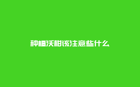 种植沃柑该注意些什么