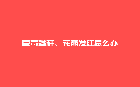 草莓茎秆、花瓣发红怎么办