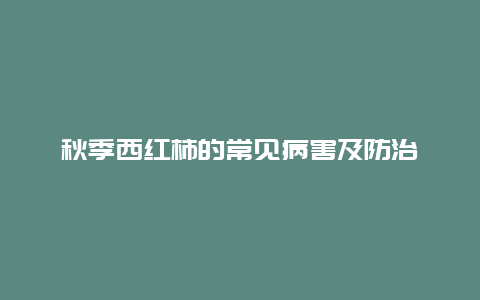 秋季西红柿的常见病害及防治