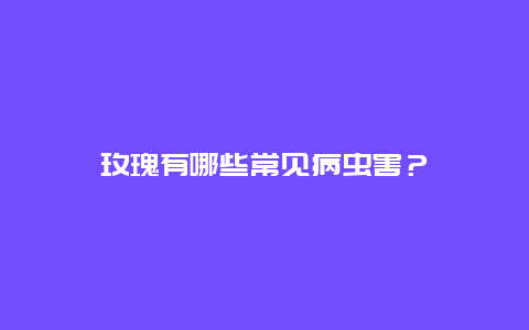 玫瑰有哪些常见病虫害？