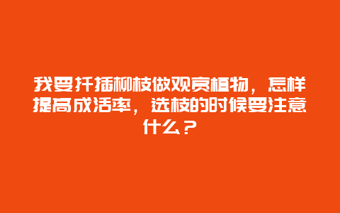 我要扦插柳枝做观赏植物，怎样提高成活率，选枝的时候要注意什么？