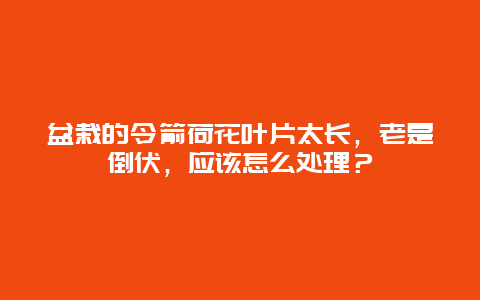 盆栽的令箭荷花叶片太长，老是倒伏，应该怎么处理？