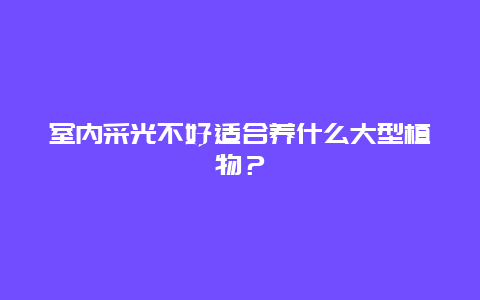 室内采光不好适合养什么大型植物？