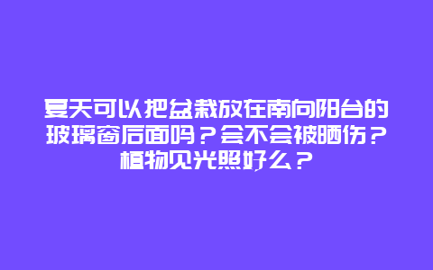 夏天可以把盆栽放在南向阳台的玻璃窗后面吗？会不会被晒伤？植物见光照好么？