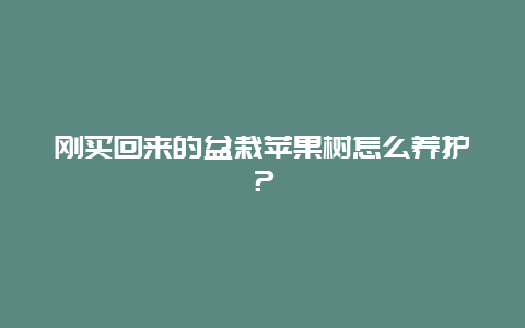 刚买回来的盆栽苹果树怎么养护？