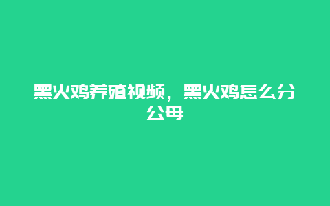 黑火鸡养殖视频，黑火鸡怎么分公母