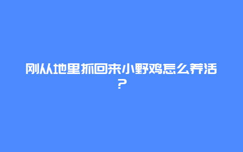 刚从地里抓回来小野鸡怎么养活？