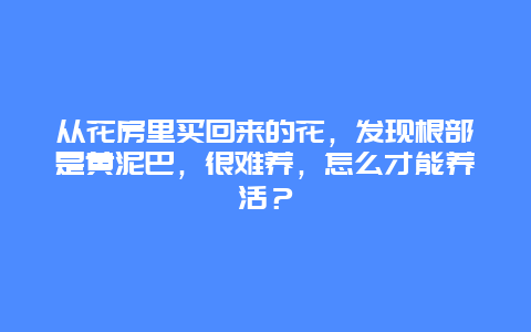 从花房里买回来的花，发现根部是黄泥巴，很难养，怎么才能养活？