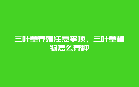 三叶草养殖注意事项，三叶草植物怎么养种