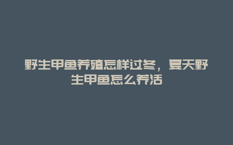 野生甲鱼养殖怎样过冬，夏天野生甲鱼怎么养活