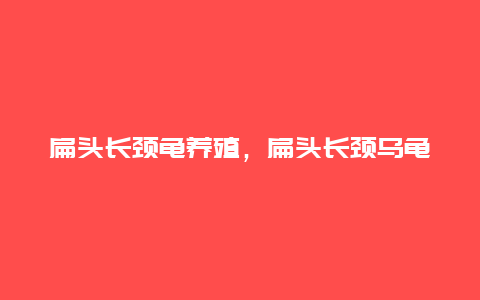 扁头长颈龟养殖，扁头长颈乌龟