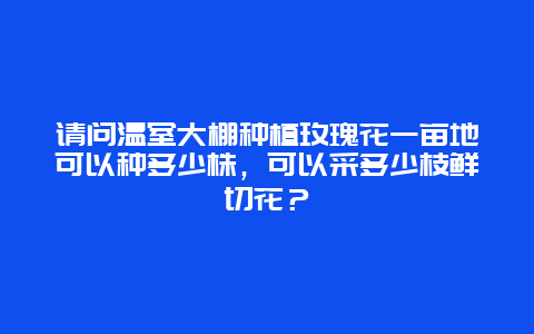 请问温室大棚种植玫瑰花一亩地可以种多少株，可以采多少枝鲜切花？