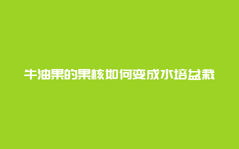 牛油果的果核如何变成水培盆栽