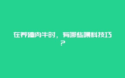 在养殖肉牛时，有哪些喂料技巧？