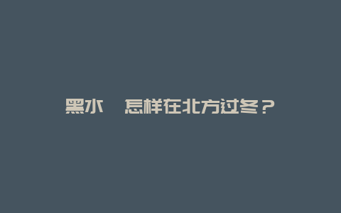 黑水虻怎样在北方过冬？