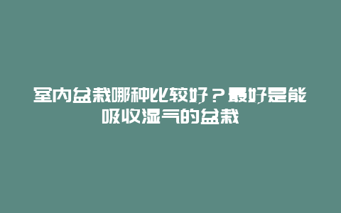 室内盆栽哪种比较好？最好是能吸收湿气的盆栽