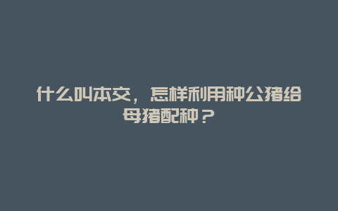 什么叫本交，怎样利用种公猪给母猪配种？